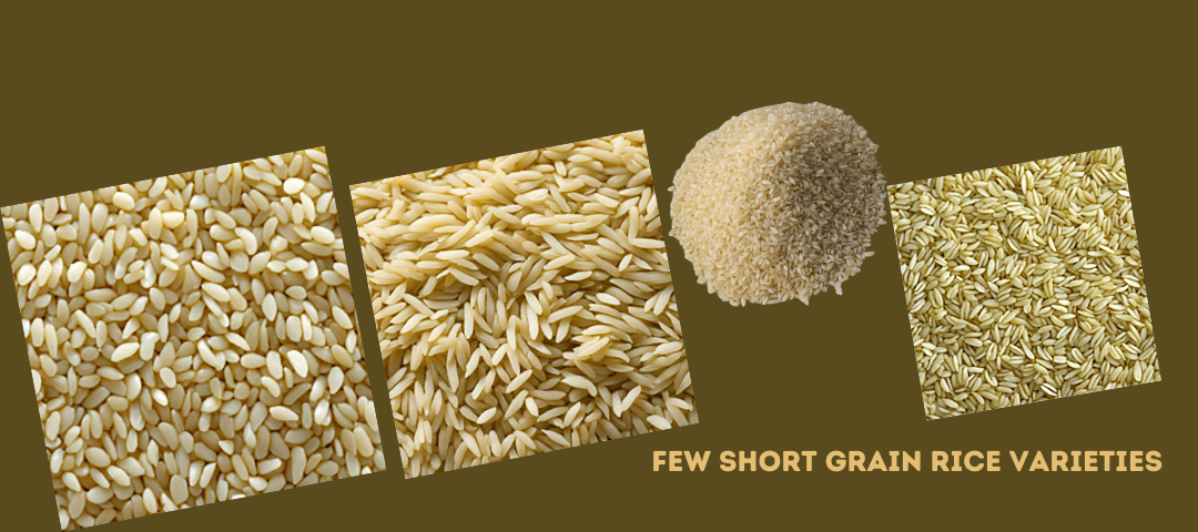 few short grain rice varieties 1